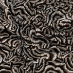 Rwanda – The Great Migration | Hertex - Image 6