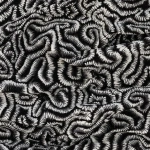 Rwanda – The Great Migration | Hertex - Image 2