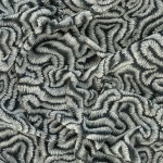 Rwanda – The Great Migration | Hertex - Image 4